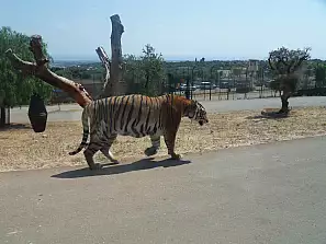 tigre nello zoo