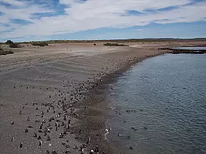 patagonia : punta tombo