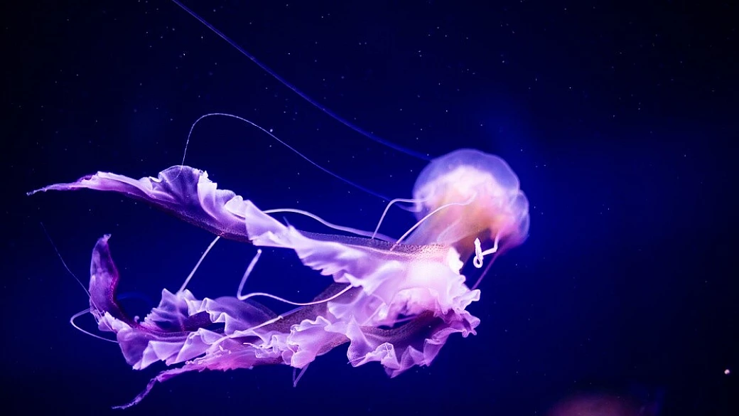 puntura medusa: cause, rimedi e prevenzione