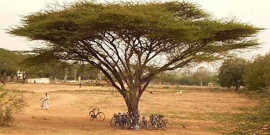 albero in india