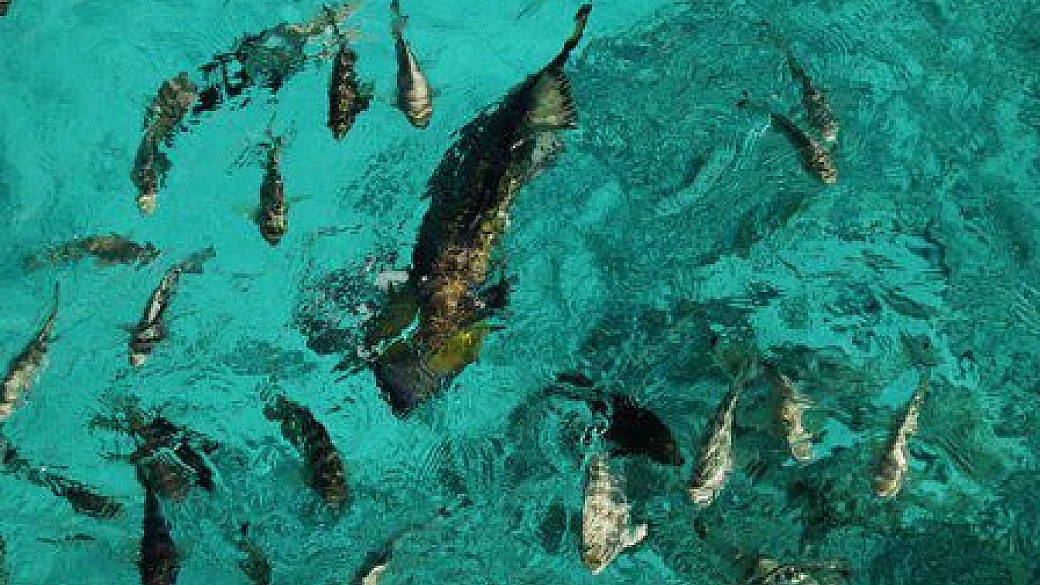 la nostra vera polinesia: emozioni in parole