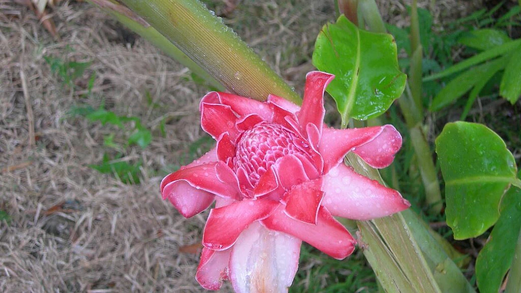 hawksbill by rex resort