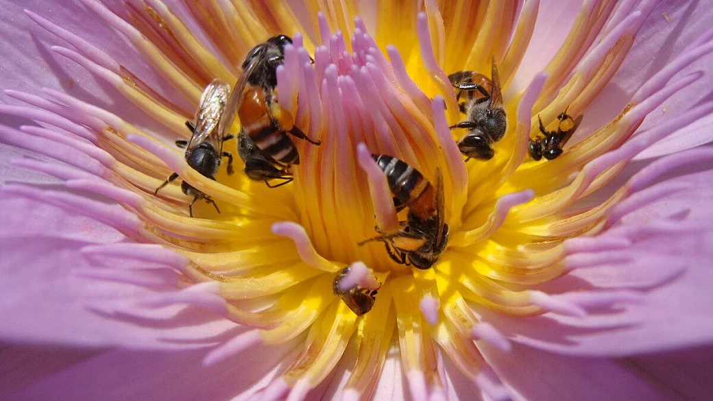 dal triangolo d'oro alle andamane