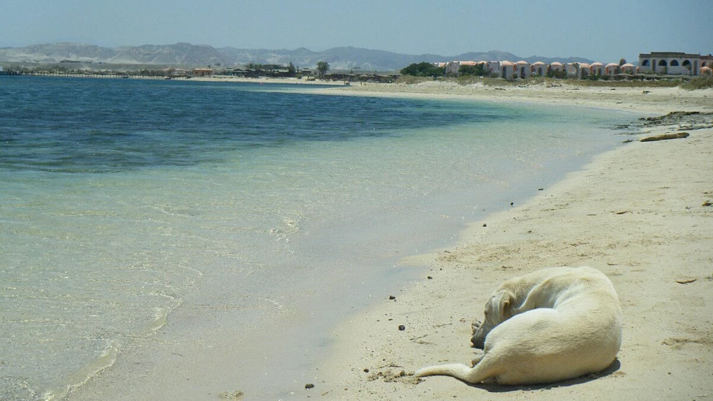 il mar rosso che sognavo