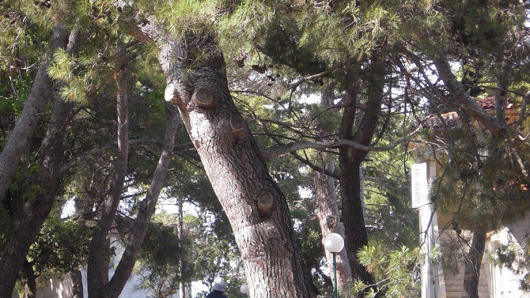 croazia e montenegro 2007