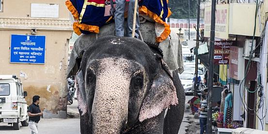 elephant driver!