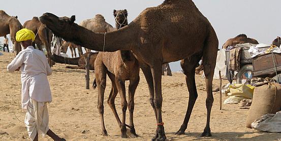pushkar - pushkar camel fair