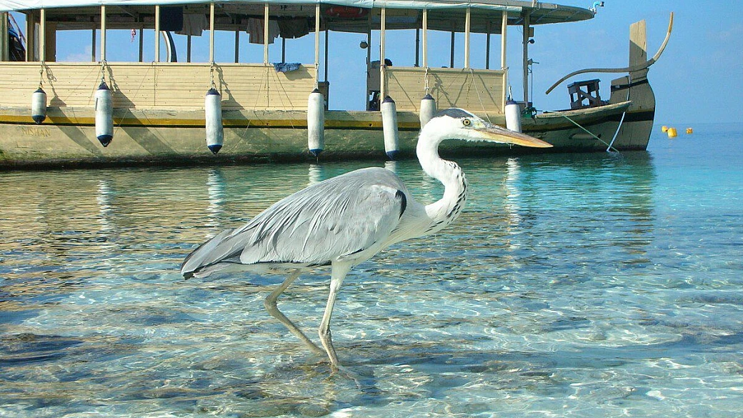 bathala, la perla delle maldive