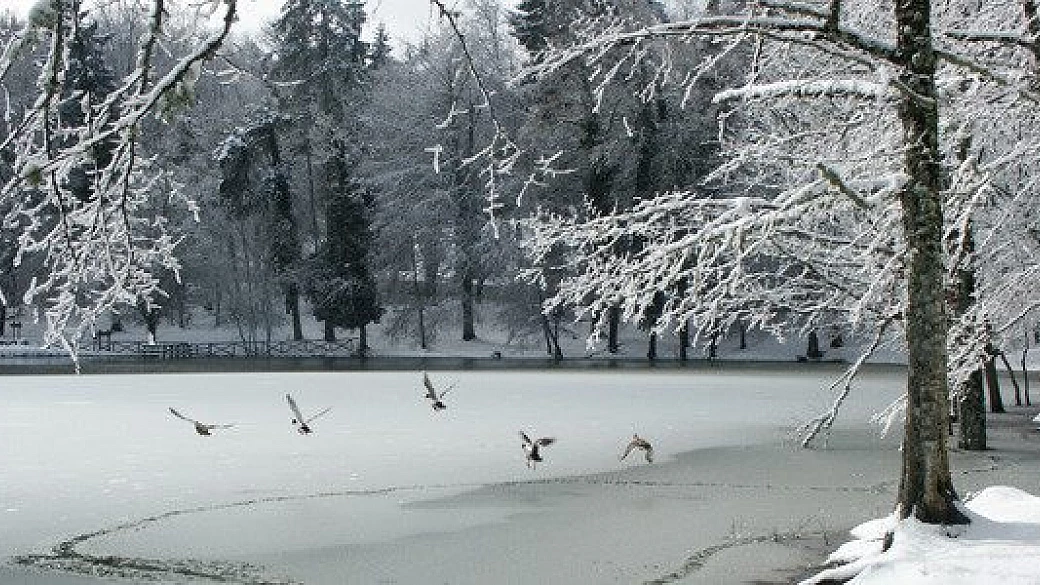 e con la scusa del pinturicchio