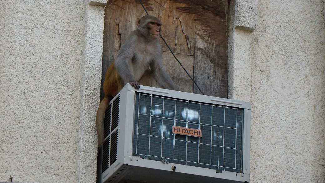 india: delhi, jaipur, pushkar