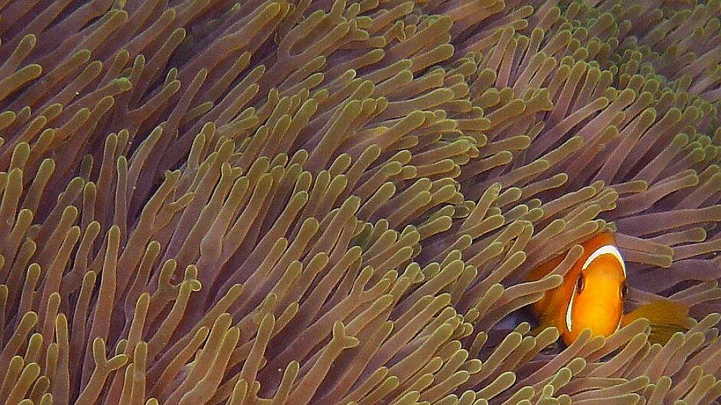 maldive: il paradiso di kihaad