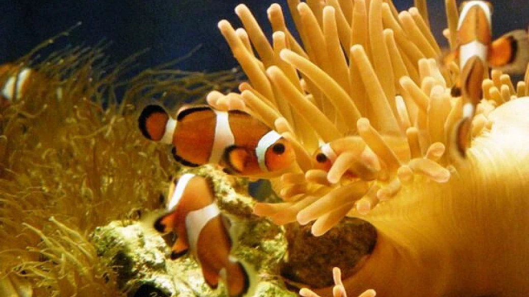 marsa alam: ridateci mahdi e vittoriano…