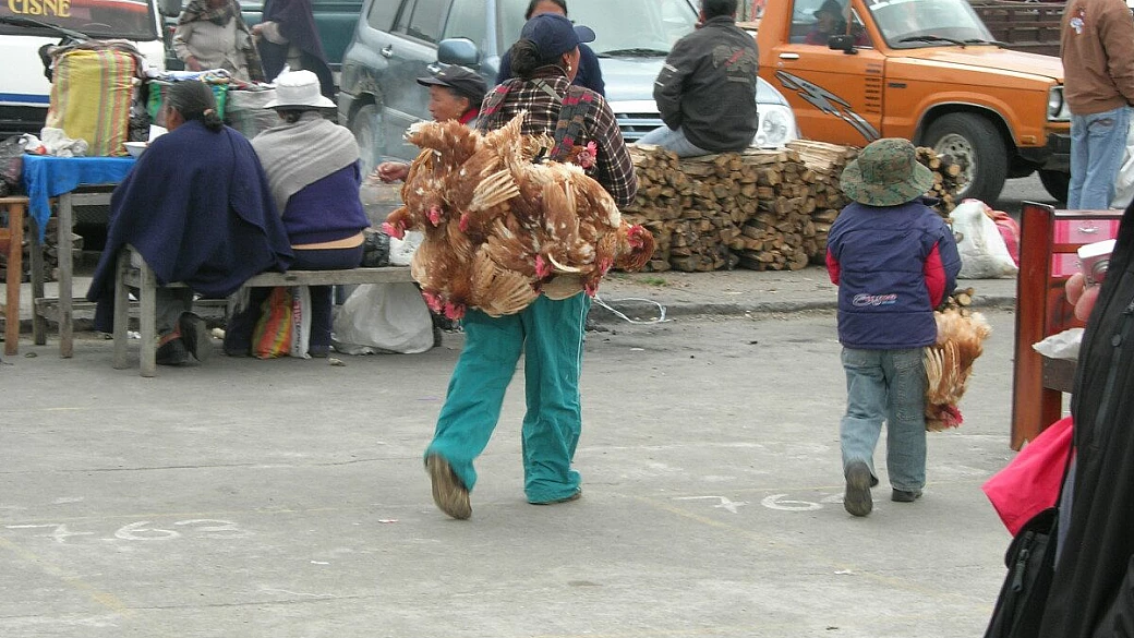 ecuador e galapagos fai da te: dritte e consigli