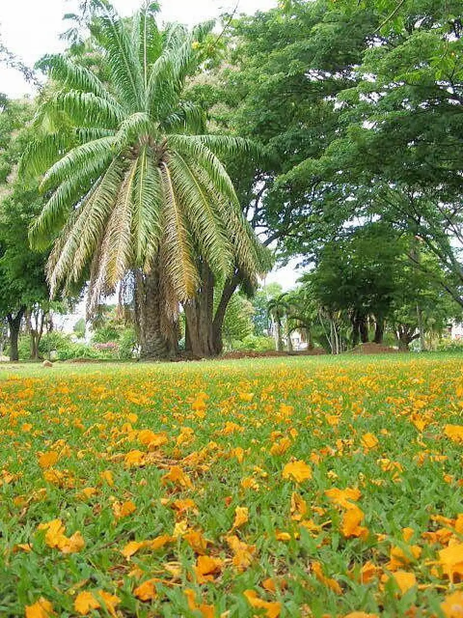 botanic garden,dominica