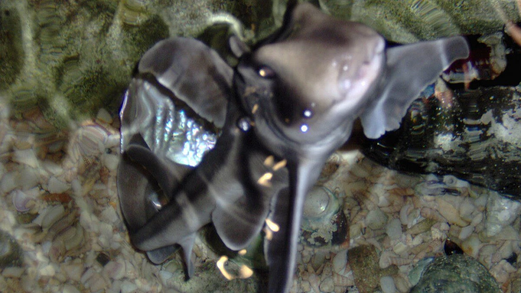 da sydney a cairns lungo la sunshine coast