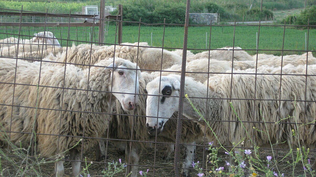 rodi, una perla nel dodecaneso!