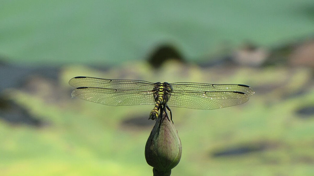 tra lombok e sumbawa