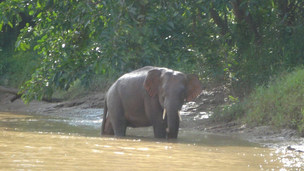 borneo malese - fai da te - 2007