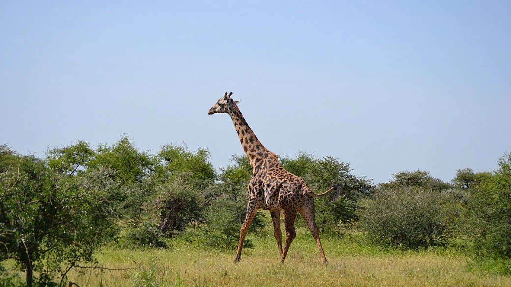 safari in tanzania 3