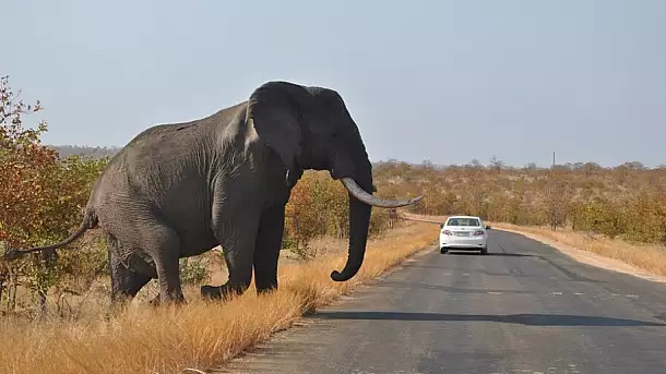 sudafrica e zimbabwe: safari nei grandi parchi