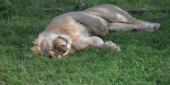 lion sleep tonight :d