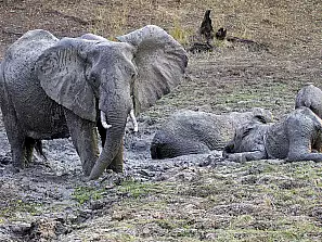 zambia - elefanti