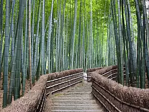 sagano - bambu'