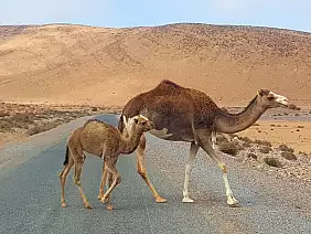 sahara-occidentale-scjac