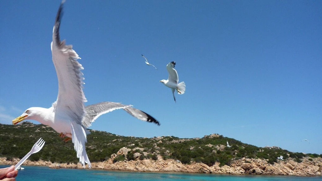 la nostra fresca sardegna di santa teresa di gallura... e dintorni