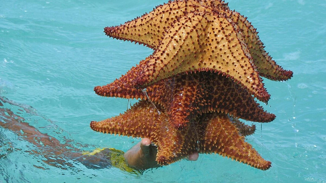 bahiahibe, oasi di mare, sole, palme e rum!