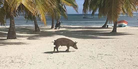 a saona anche i maiali vanno in spiaggia a prendere il sole!