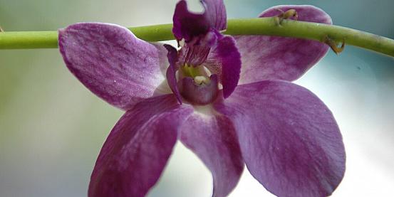 l'orchidea di Santo Domingo