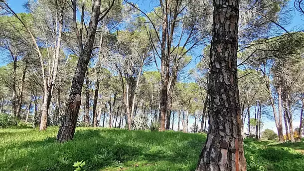 bosco oschiri