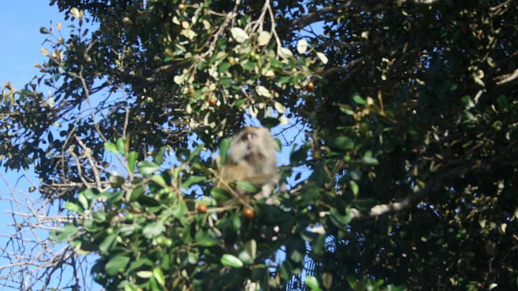 malaysia: k.l., taman negara, langkawi e singapore