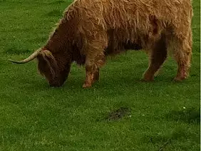 scozia-country-a5evk