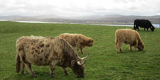 highlands cow