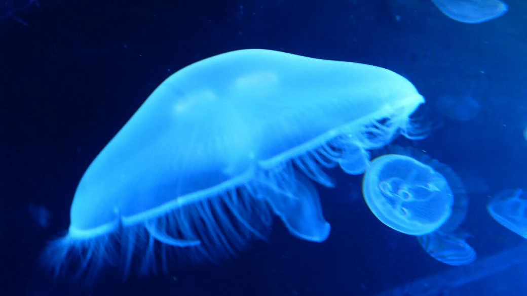 grenada il grande fascino arabo