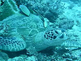 sepilok-natura-2j545