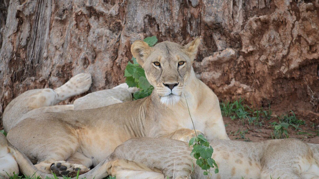 safari in tanzania del nord