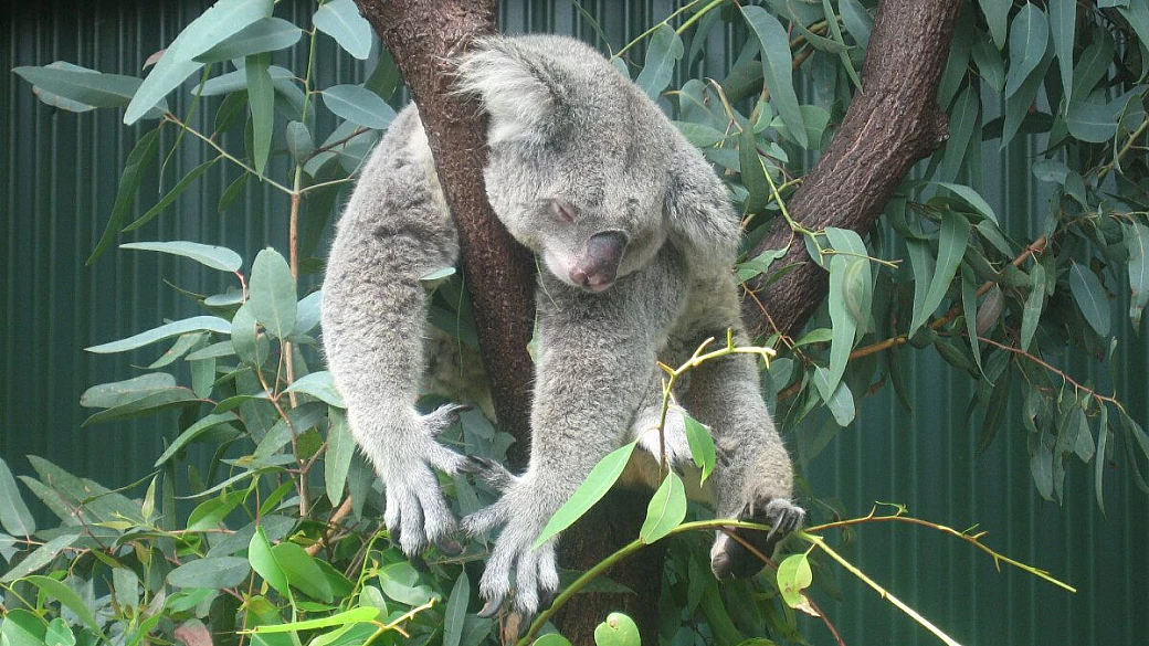 australia, nuova zelanda, fiji, cook