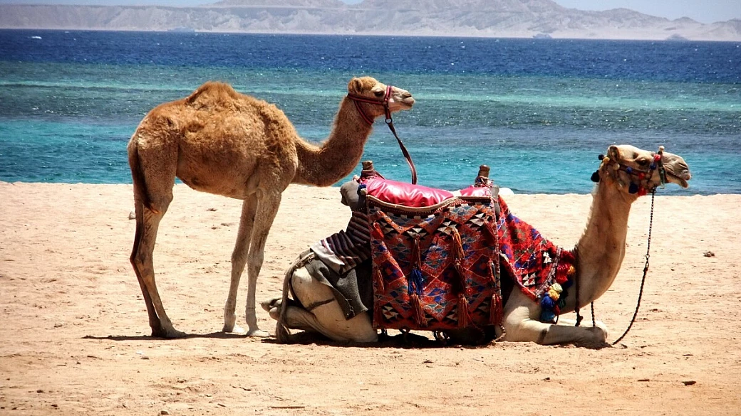 sharm el sheikh: mare, deserto e snorkeling