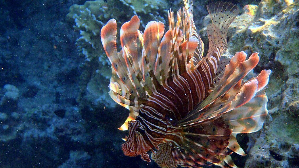 una settimana a sharm el sheikh