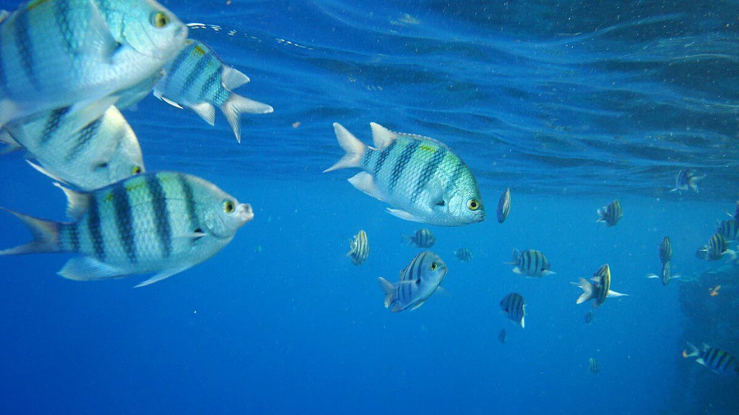 uno squalo balena sopra la testa