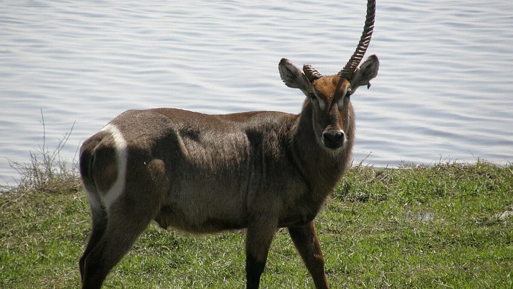 l'ultimo lembo di africa nera