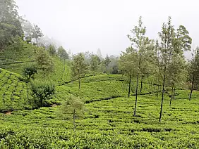 sri-lanka-mare-ujanx