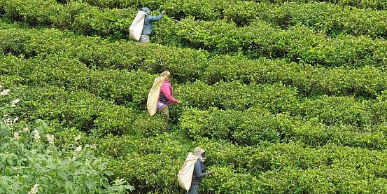tre raccoglitrici di tè nella hill country