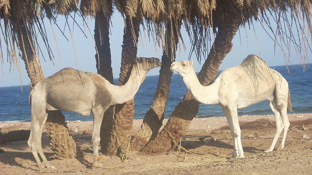 sotto scorta di egitto 2005