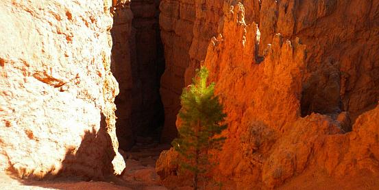 pino solitario - bryce canyon - utah - usa