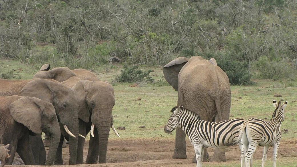 le meraviglie dell’africa del sud - seconda parte
