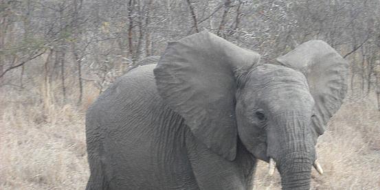 Zambia tra gli elefanti